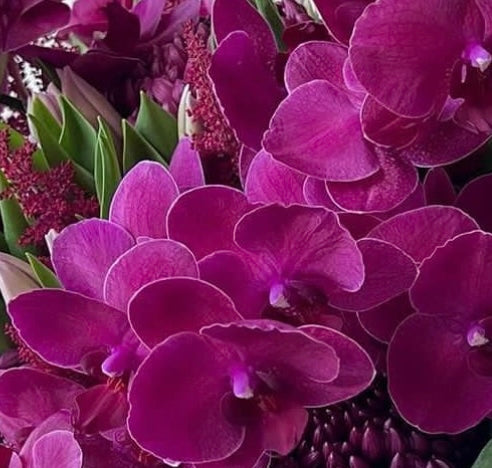 Plants