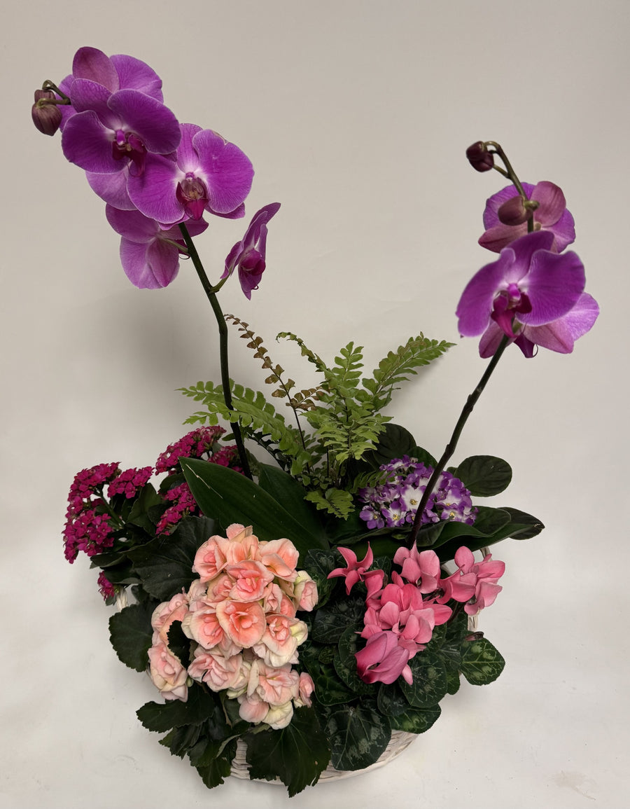 Bursting Blooms