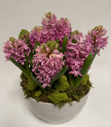 Hyacinth Planter