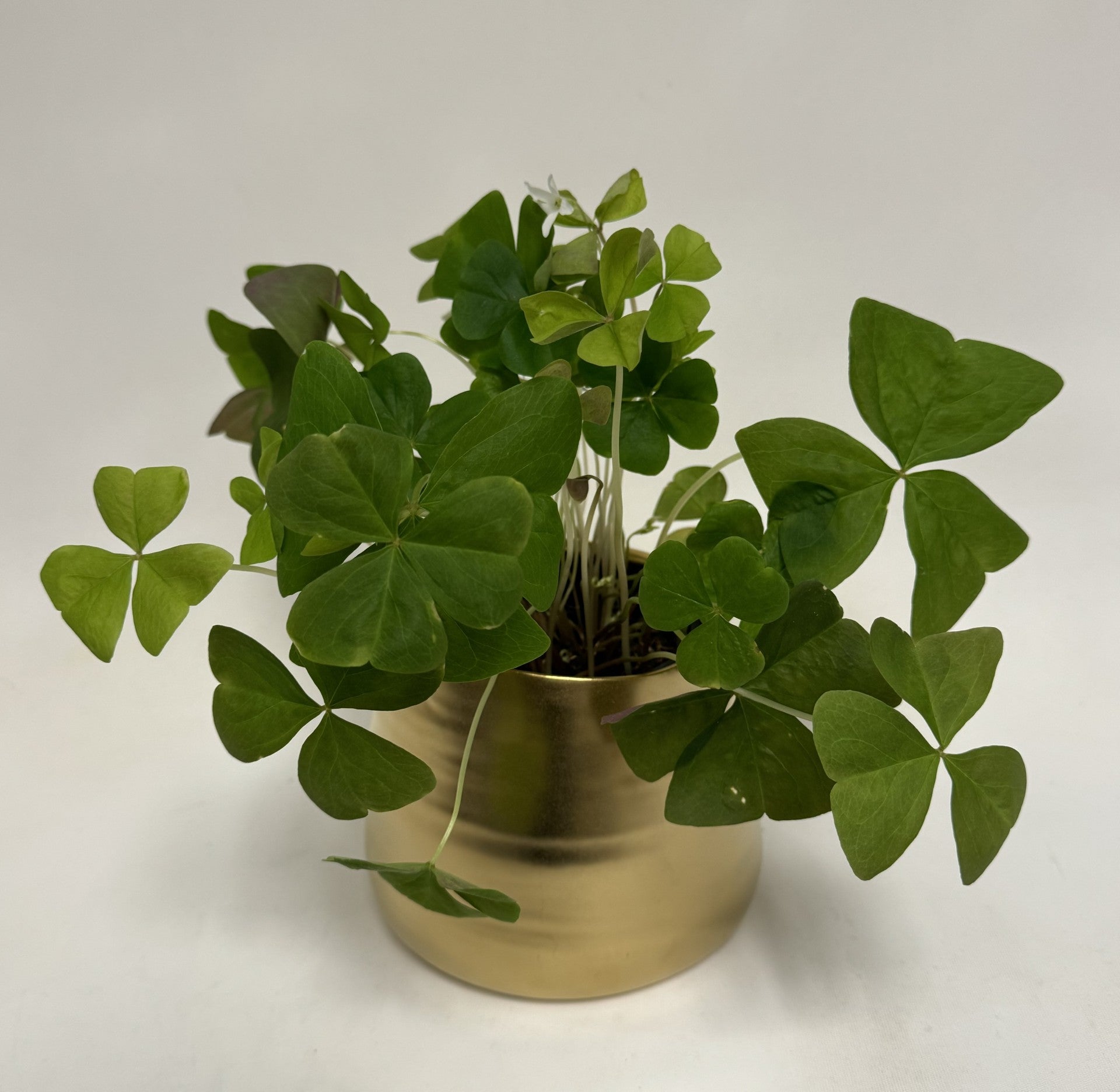 Lucky Shamrock – Roger Beck Florist