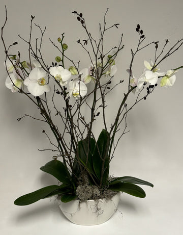 Orchid Plants