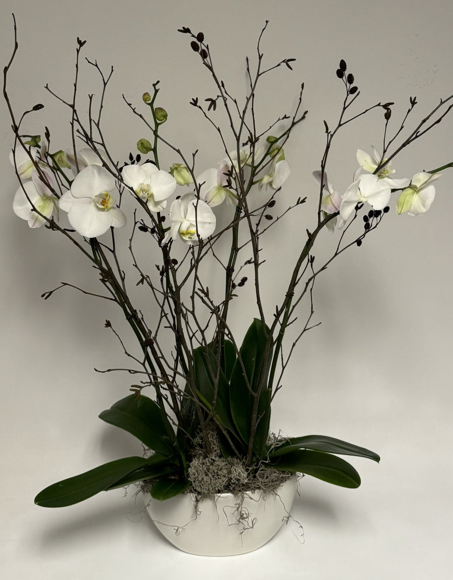 Orchid Plants