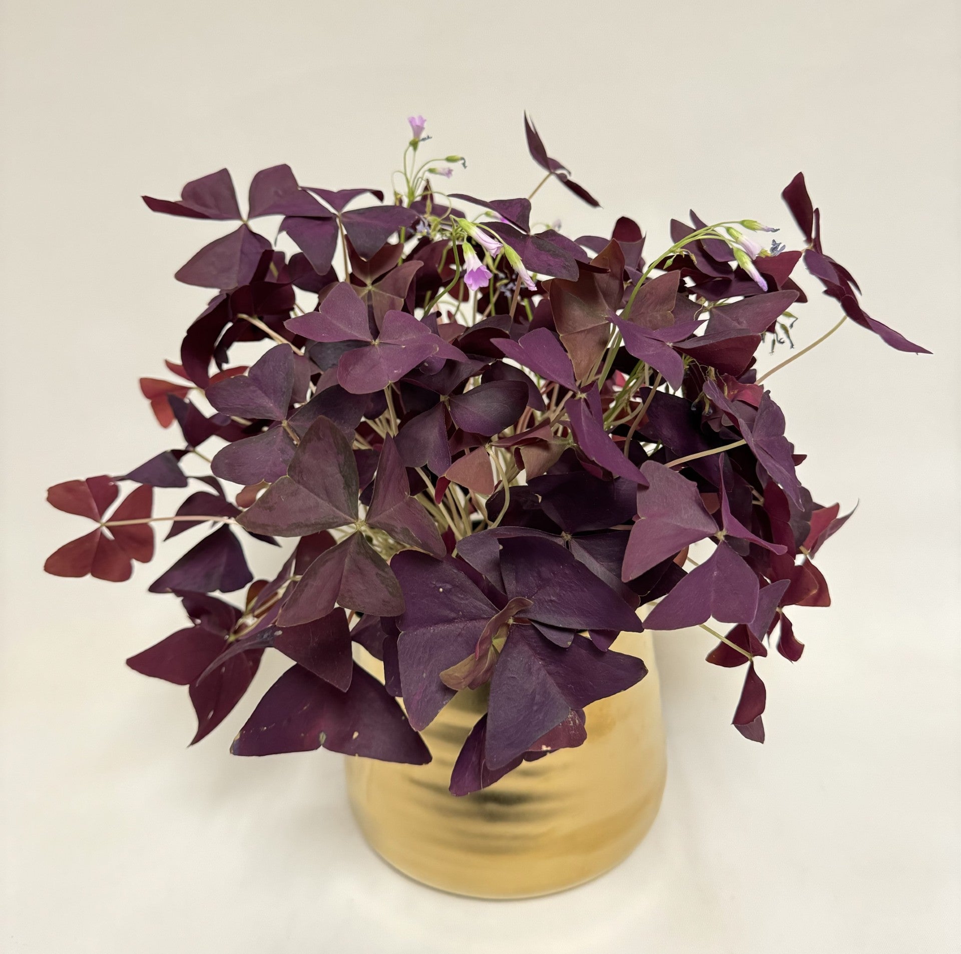 Lucky Shamrock – Roger Beck Florist