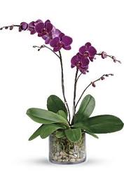 Orchid Plants
