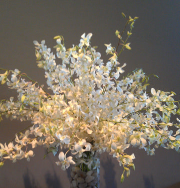 White Dendrobium Orchids