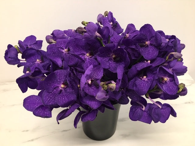 Vanda Orchids