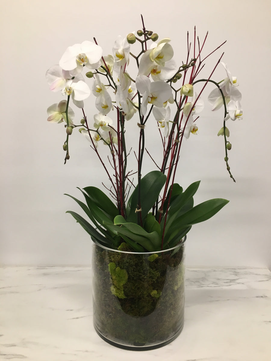 Orchid Plants