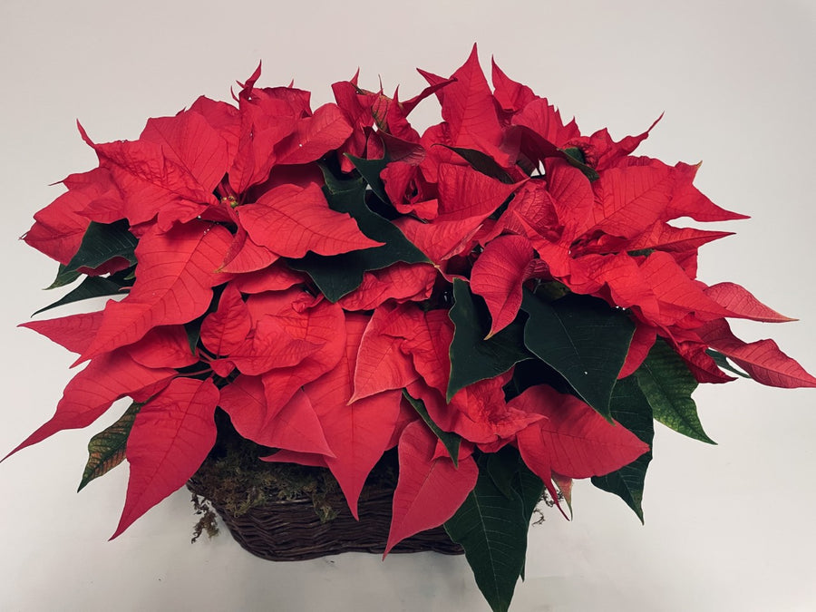 Poinsettia