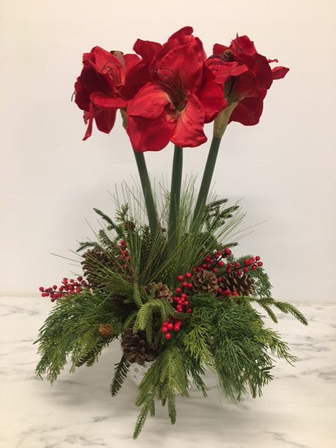Amaryllis Faux